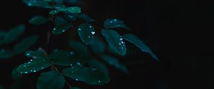 Preview wallpaper plant, leaves, drops, wet, dew