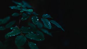 Preview wallpaper plant, leaves, drops, wet, dew