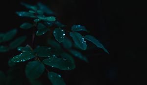 Preview wallpaper plant, leaves, drops, wet, dew