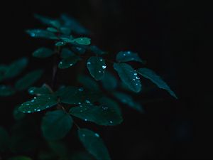 Preview wallpaper plant, leaves, drops, wet, dew