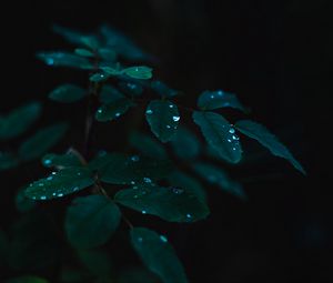 Preview wallpaper plant, leaves, drops, wet, dew