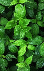 Preview wallpaper plant, leaves, drops, wet, macro, green