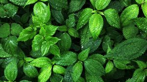 Preview wallpaper plant, leaves, drops, wet, macro, green