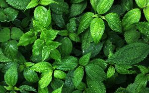 Preview wallpaper plant, leaves, drops, wet, macro, green