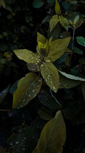 Preview wallpaper plant, leaves, drops, wet, macro, green, shades