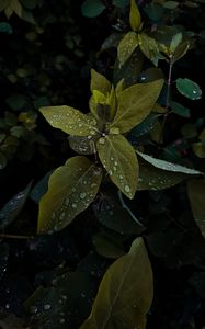 Preview wallpaper plant, leaves, drops, wet, macro, green, shades