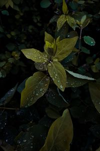 Preview wallpaper plant, leaves, drops, wet, macro, green, shades