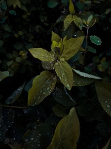 Preview wallpaper plant, leaves, drops, wet, macro, green, shades