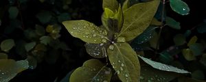 Preview wallpaper plant, leaves, drops, wet, macro, green, shades