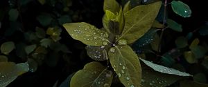 Preview wallpaper plant, leaves, drops, wet, macro, green, shades