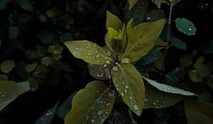 Preview wallpaper plant, leaves, drops, wet, macro, green, shades