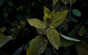 Preview wallpaper plant, leaves, drops, wet, macro, green, shades