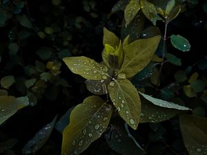 Preview wallpaper plant, leaves, drops, wet, macro, green, shades