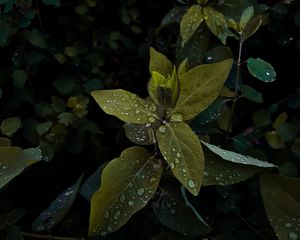 Preview wallpaper plant, leaves, drops, wet, macro, green, shades