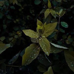 Preview wallpaper plant, leaves, drops, wet, macro, green, shades