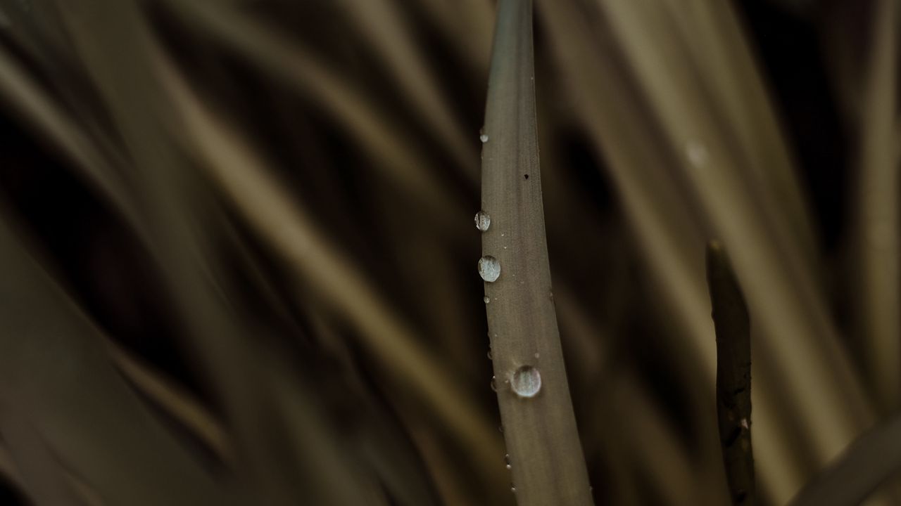 Wallpaper plant, leaves, drops, wet, macro