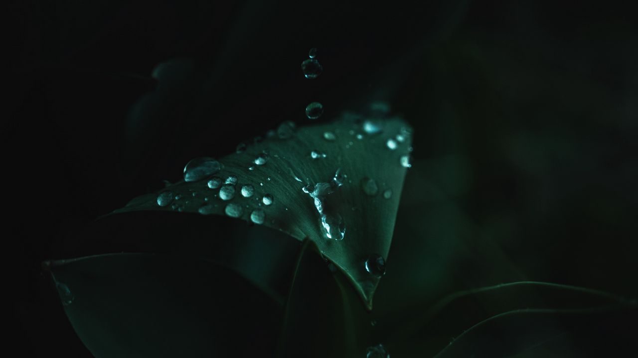 Wallpaper plant, leaves, drops, green, wet, macro