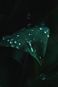 Preview wallpaper plant, leaves, drops, green, wet, macro