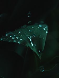 Preview wallpaper plant, leaves, drops, green, wet, macro