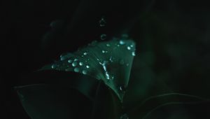 Preview wallpaper plant, leaves, drops, green, wet, macro