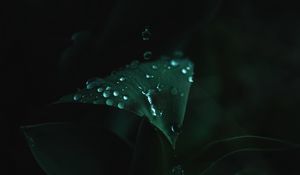 Preview wallpaper plant, leaves, drops, green, wet, macro