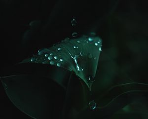 Preview wallpaper plant, leaves, drops, green, wet, macro