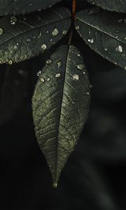 Preview wallpaper plant, leaves, drops, water, macro, wet
