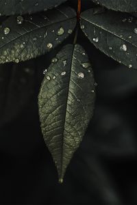 Preview wallpaper plant, leaves, drops, water, macro, wet