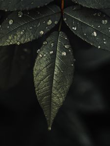 Preview wallpaper plant, leaves, drops, water, macro, wet