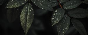 Preview wallpaper plant, leaves, drops, water, macro, wet