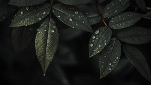 Preview wallpaper plant, leaves, drops, water, macro, wet