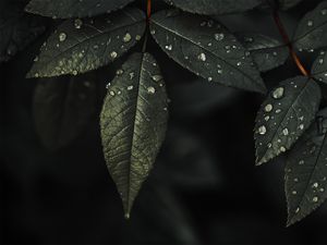 Preview wallpaper plant, leaves, drops, water, macro, wet