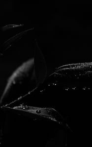 Preview wallpaper plant, leaves, drops, macro, black