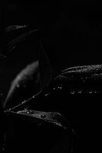 Preview wallpaper plant, leaves, drops, macro, black