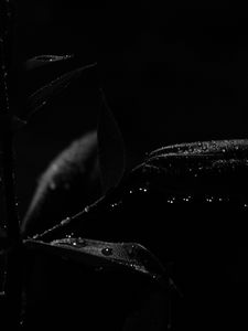 Preview wallpaper plant, leaves, drops, macro, black