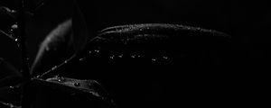 Preview wallpaper plant, leaves, drops, macro, black