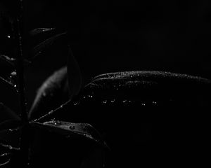 Preview wallpaper plant, leaves, drops, macro, black