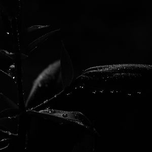 Preview wallpaper plant, leaves, drops, macro, black