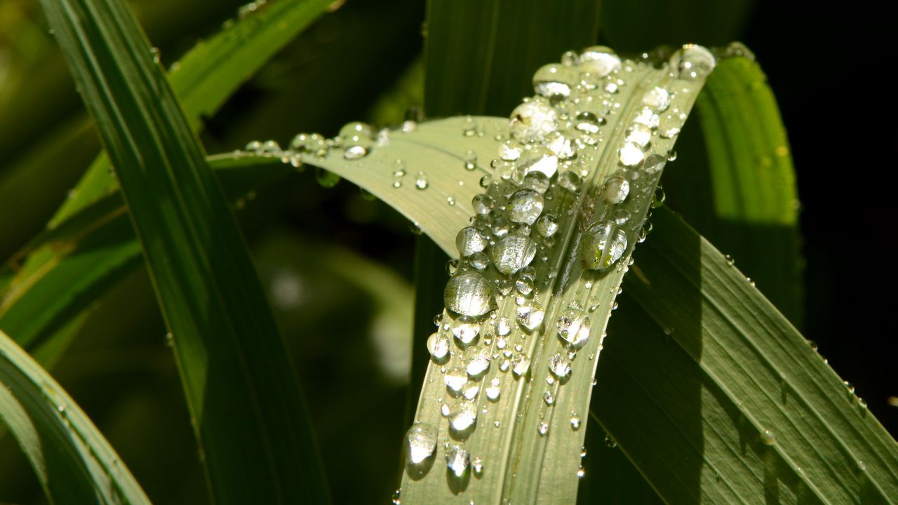 Wallpaper plant, leaves, drops, green, macro