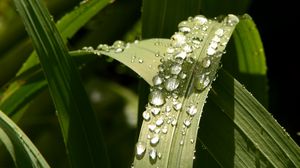 Preview wallpaper plant, leaves, drops, green, macro