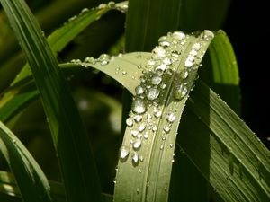 Preview wallpaper plant, leaves, drops, green, macro