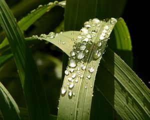 Preview wallpaper plant, leaves, drops, green, macro