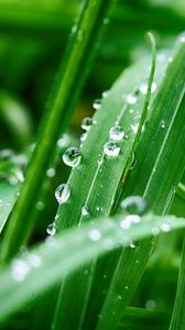 Preview wallpaper plant, leaves, drops, wet, green, macro