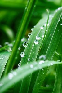 Preview wallpaper plant, leaves, drops, wet, green, macro