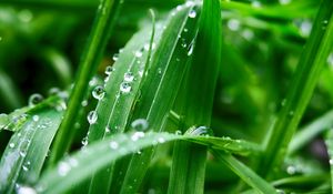 Preview wallpaper plant, leaves, drops, wet, green, macro