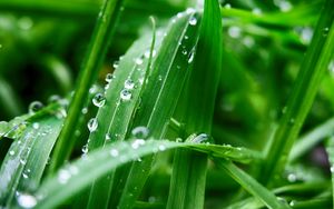 Preview wallpaper plant, leaves, drops, wet, green, macro