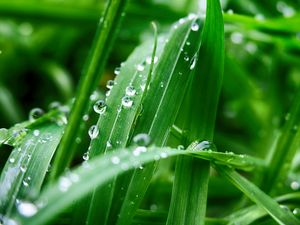 Preview wallpaper plant, leaves, drops, wet, green, macro