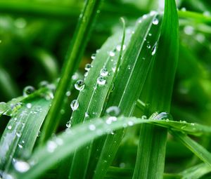 Preview wallpaper plant, leaves, drops, wet, green, macro