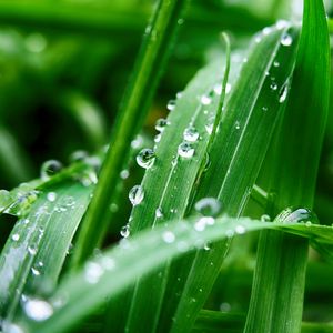 Preview wallpaper plant, leaves, drops, wet, green, macro