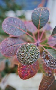 Preview wallpaper plant, leaves, drops, macro, wet